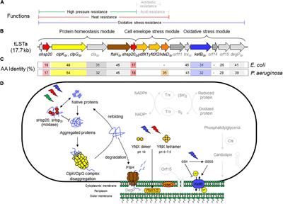 Horizontal Transmission of Stress Resistance Genes Shape the Ecology of Beta- and Gamma-Proteobacteria